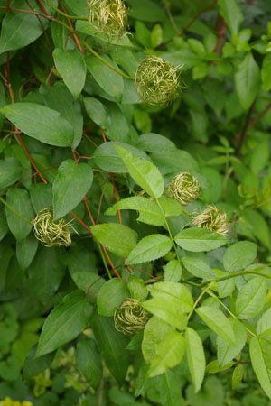 Clematis　!　　・2_a0157595_1916347.jpg