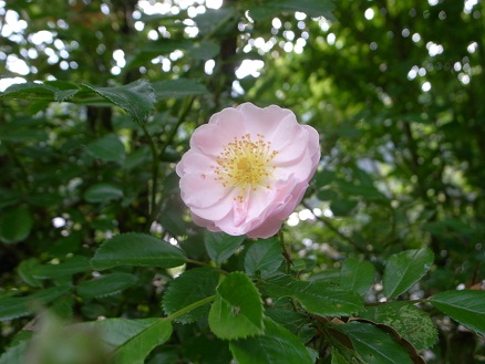 野バラ・6月の庭_d0087595_15284561.jpg