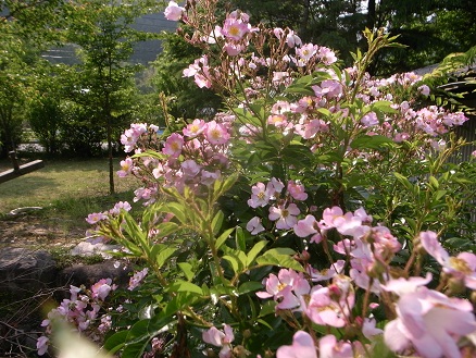 野バラ・6月の庭_d0087595_1531883.jpg