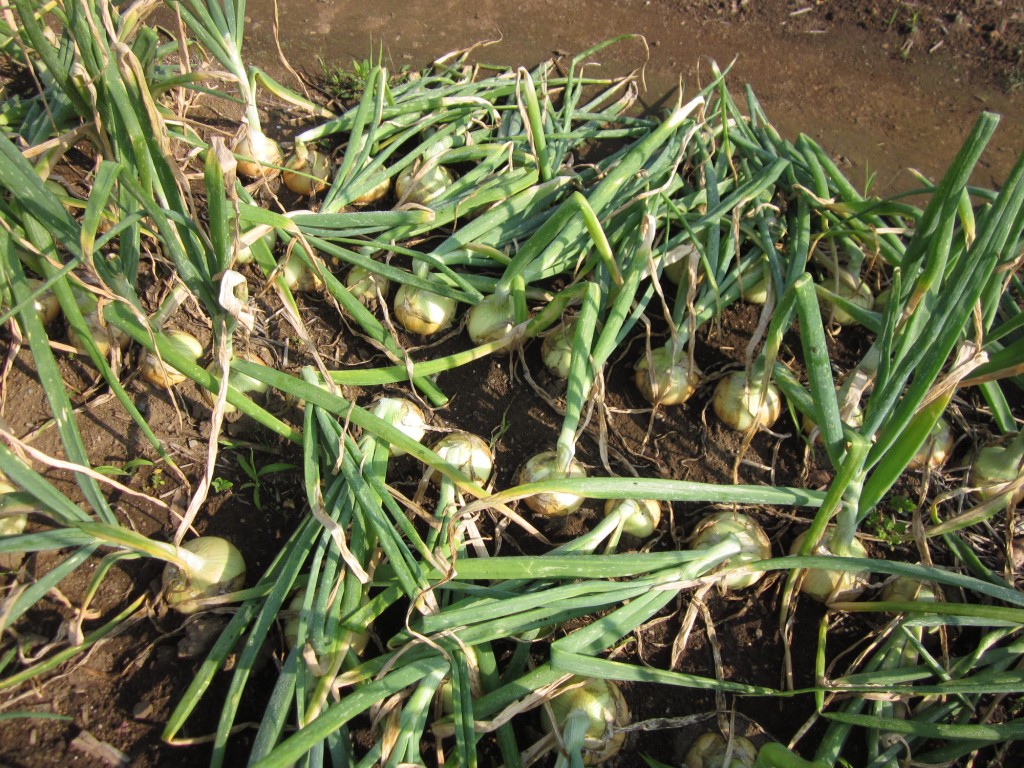 Looking through a glass onion._d0119595_10323786.jpg