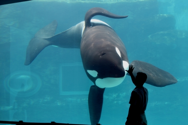 名古屋港水族館 シャチの一家 12 6 4 Miyabine S フォト日記 身の周りのきれい 可愛い 面白い