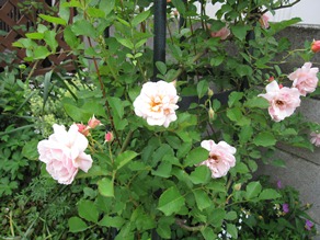 c0117898_11292083.jpg