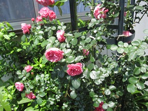 c0117898_11305943.jpg