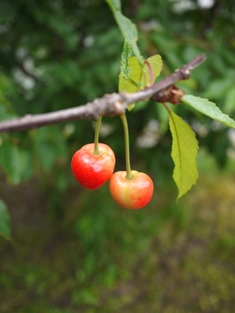 f0196398_921276.jpg