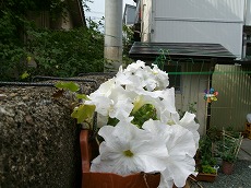 f0055803_15501215.jpg