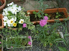 f0055803_15504085.jpg