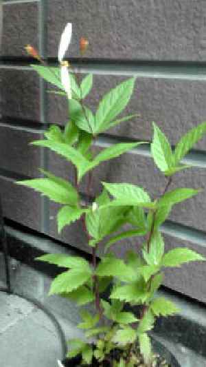 f0159403_2156218.jpg