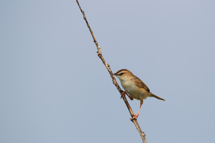 私の苦手な鳥！_d0023807_2019463.jpg