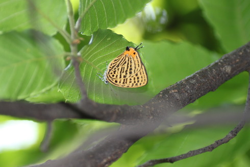 埼玉南部　　　　　　　　　 ウラナミ アカシジミ2012/06/04①_d0251807_20424348.jpg