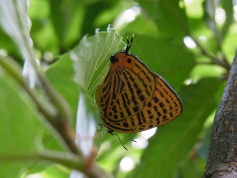 埼玉南部　　　　　　　　　 ウラナミ アカシジミ2012/06/04①_d0251807_20431495.jpg