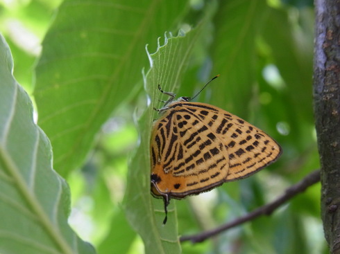 埼玉南部　　　　　　　　　 ウラナミ アカシジミ2012/06/04①_d0251807_20433880.jpg