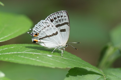 埼玉南部　　　　　　　　　 ウラナミ アカシジミ2012/06/04①_d0251807_20435882.jpg