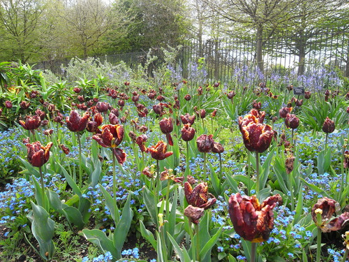 Oxford Botanic Garden_c0060412_11232212.jpg