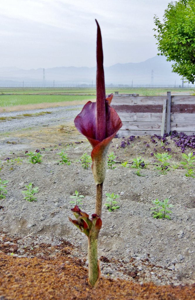 コンニャクの花 畦道 山道 デジタル散歩