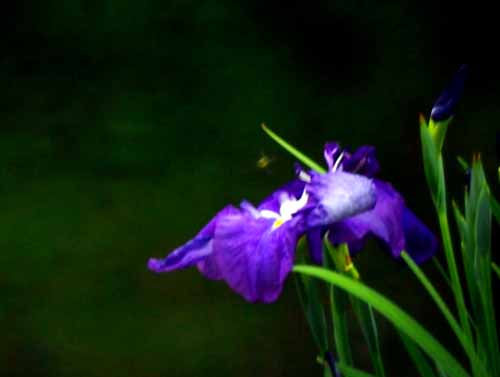 花菖蒲　（6月5日　皇居東御苑・菖蒲田にて）_a0023315_19344885.jpg