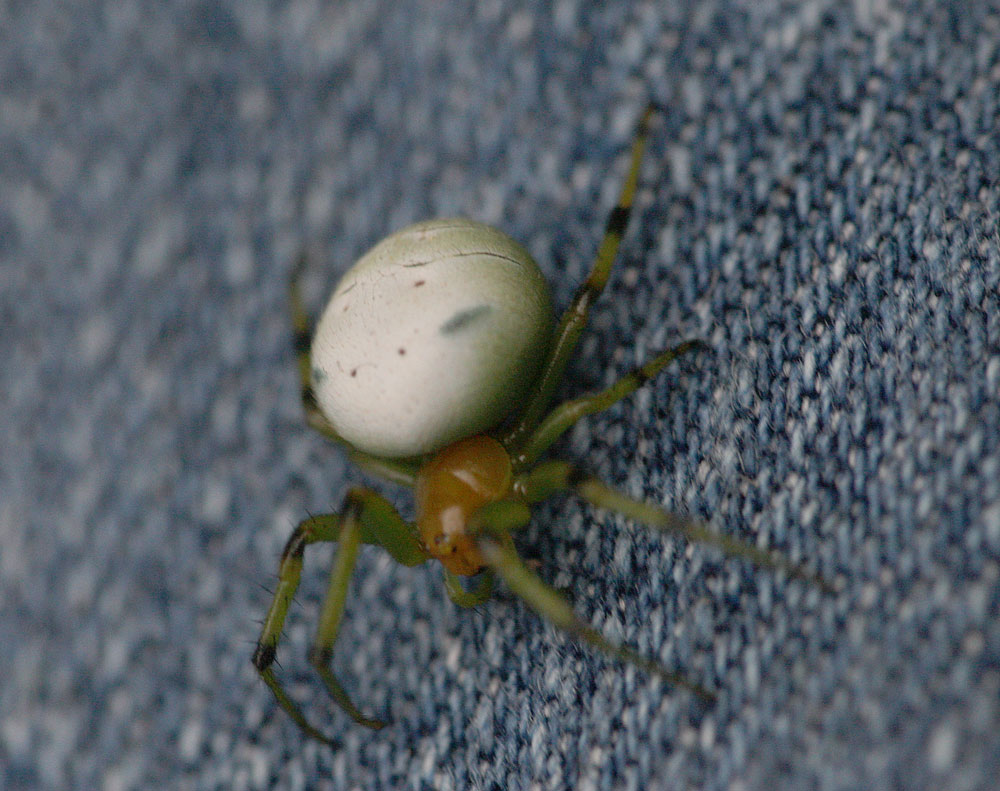 アオオニグモ Araneus pentagrammicus_f0161823_17335860.jpg