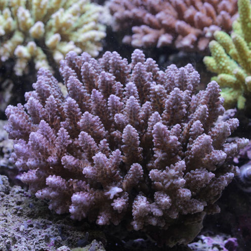 サンゴ&海水魚入荷!!&珍客飛来!?_d0221436_2342866.jpg