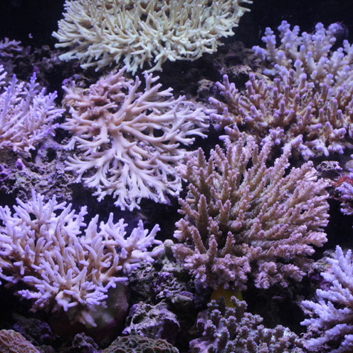 サンゴ&海水魚入荷!!&珍客飛来!?_d0221436_23432066.jpg