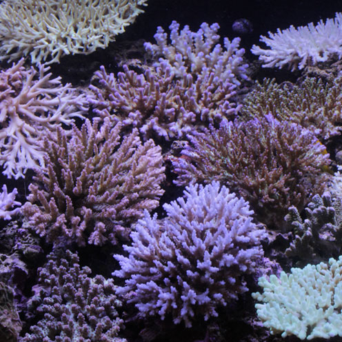 サンゴ&海水魚入荷!!&珍客飛来!?_d0221436_2343284.jpg