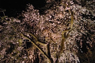 小諸・懐古園の桜 \'12　　夜桜。　_b0025850_20435283.jpg