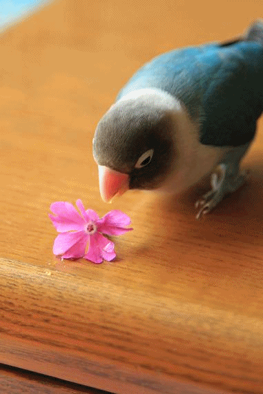 c0145250_855987.gif