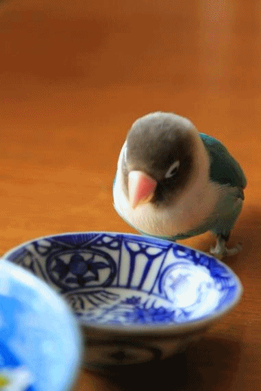 c0145250_9155981.gif