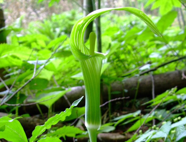 蝮草と蟒蛇草 ひげ爺の花便り