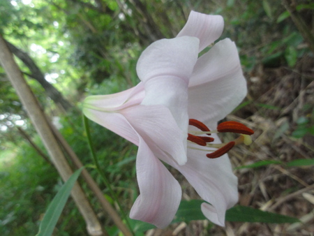 平成２４年「ササユリ便り第７便」　in  うみべの森_c0108460_114188.jpg