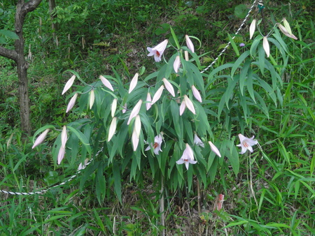 平成２４年「ササユリ便り第７便」　in  うみべの森_c0108460_115279.jpg