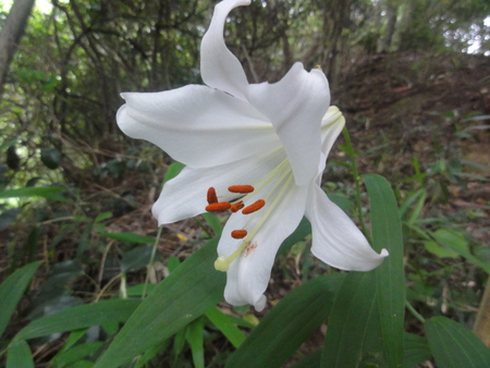 平成２４年「ササユリ便り第７便」　in  うみべの森_c0108460_121328.jpg