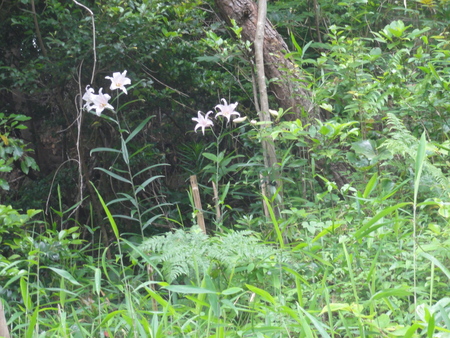 c0108460_18264673.jpg