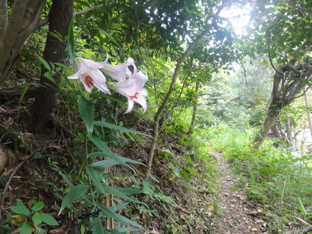 平成２４年「ササユリ便り第８便」　in　うみべの森_c0108460_204513100.jpg