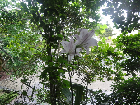 c0108460_2050122.jpg