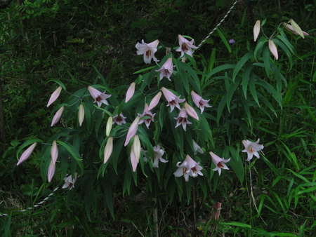 平成２４年「ササユリ便り第８便」　in　うみべの森_c0108460_20545657.jpg