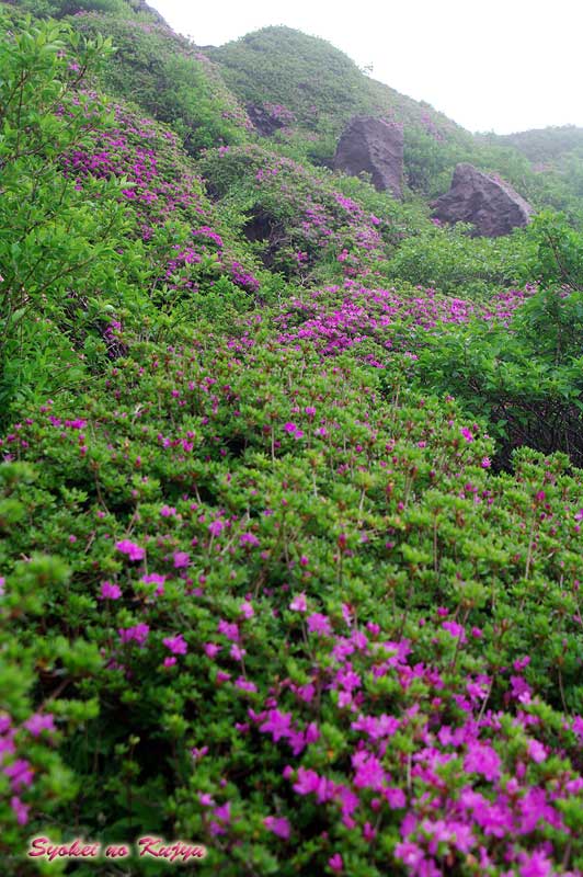 f0173067_1304116.jpg