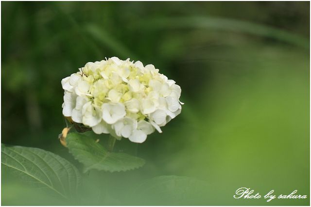 数ミリの花、サンジソウ_d0102968_23132224.jpg