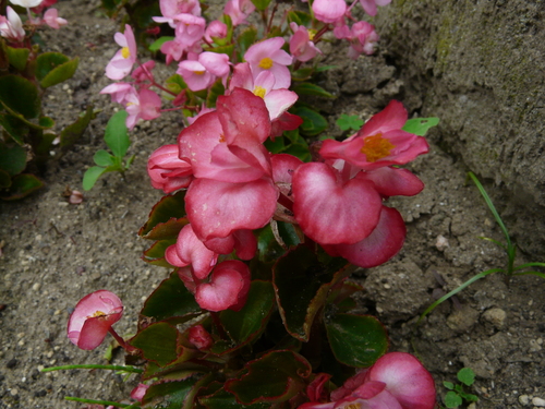 c0205169_6503262.jpg