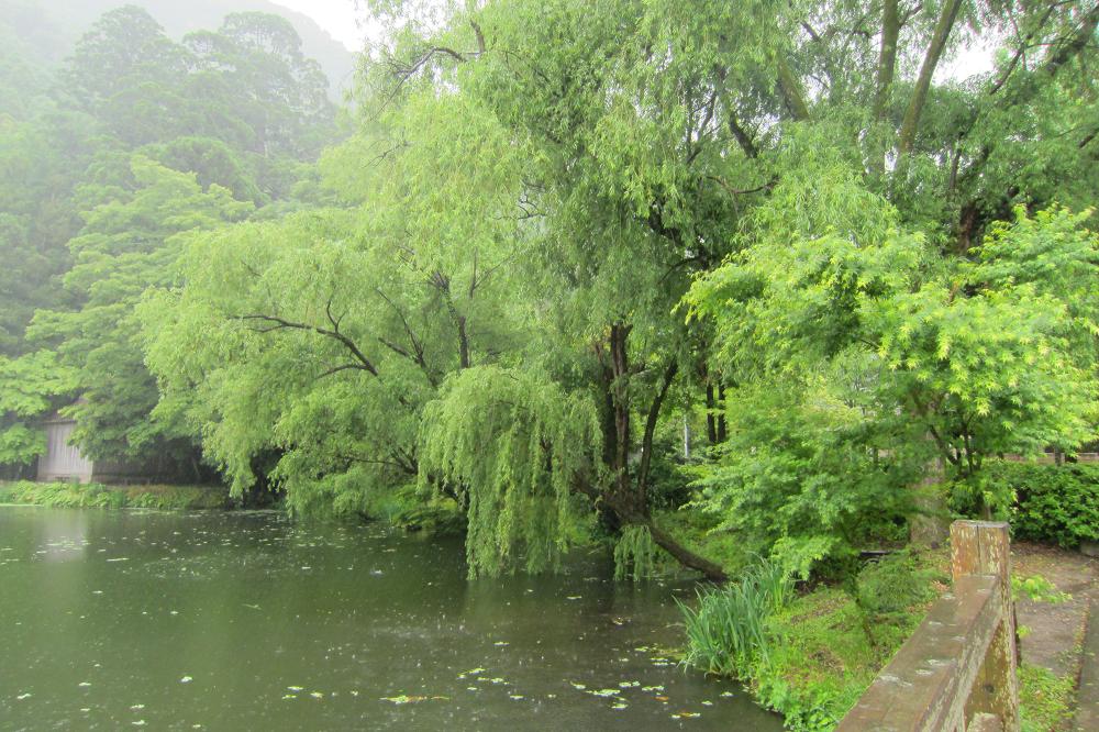 雨の湯布院・金鱗湖(きんりんこ)_a0107574_19473988.jpg
