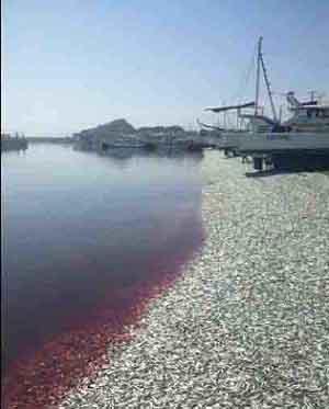 産地偽装も発覚!地元業者が明かす「福島米35万トンの流通先」 (女性自身)+レインボウ+イワシの死_c0139575_246090.jpg