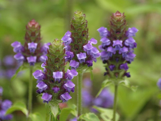 靫草 ウツボグサ の花も可愛らしく 自然風の自然風だより