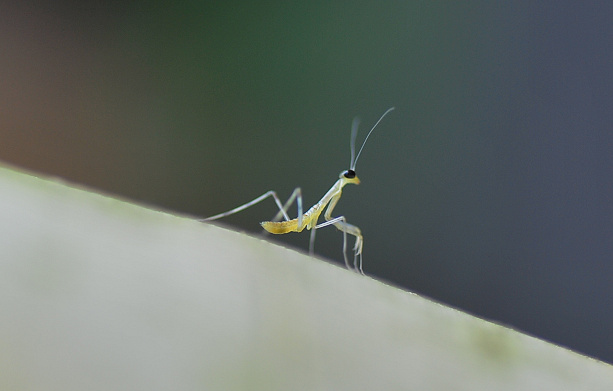 生まれたての ちびっこカマキリ あなたに似た花