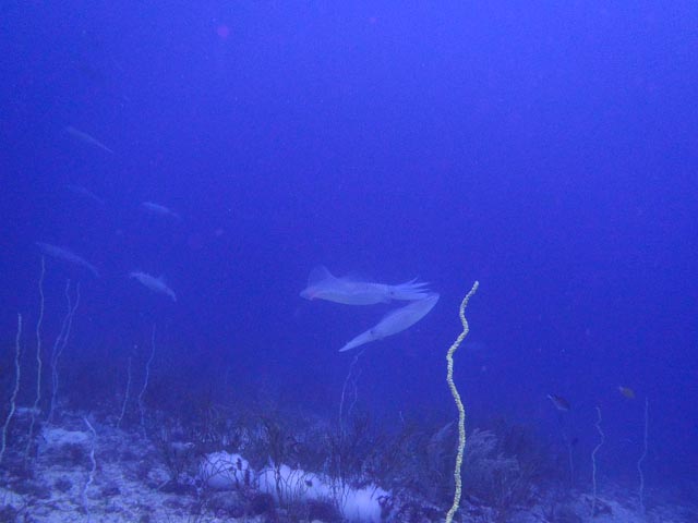 e0064291_6594985.jpg