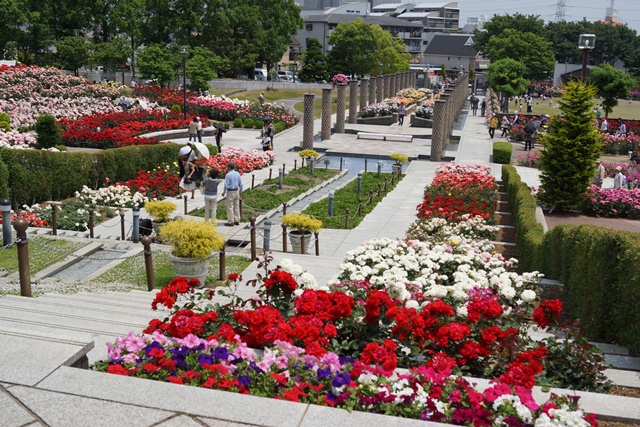 荒牧バラ公園・・・・②、兵庫県伊丹市荒牧バラ公園、バラの素晴らしさ、バラ_d0181492_15292233.jpg