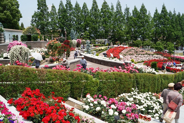 荒牧バラ公園・・・・②、兵庫県伊丹市荒牧バラ公園、バラの素晴らしさ、バラ_d0181492_15294090.jpg