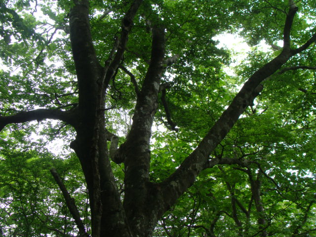 c0105295_20302573.jpg