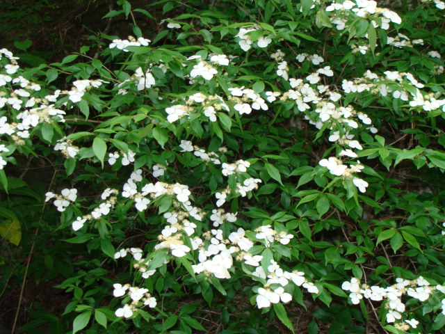 c0105295_20331172.jpg