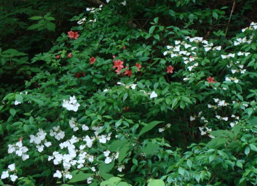 c0105295_20333538.jpg