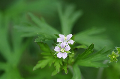 c0156908_20543331.jpg