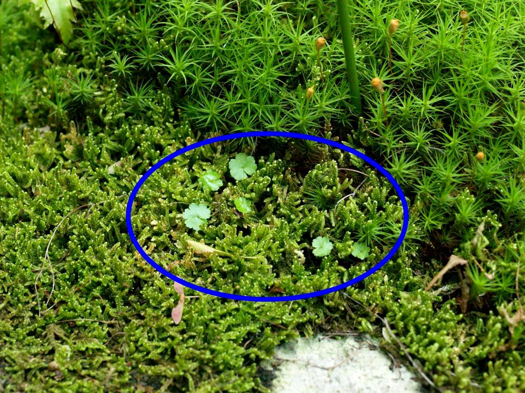 プリグロックス 除草剤 の倍率 四季の庭 錦鯉3 プリグロックス 除草剤 の倍率 四季の庭 錦鯉3
