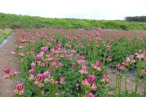 アストランチャ ローマ 奥信濃から 花農家のフォトスケッチ